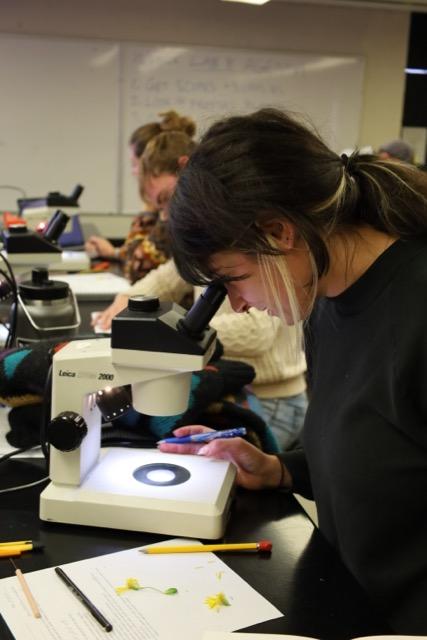 student looking at plant material under microscope