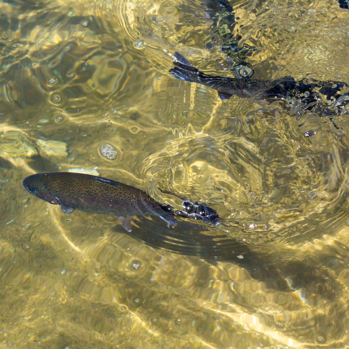 two wild fish in water