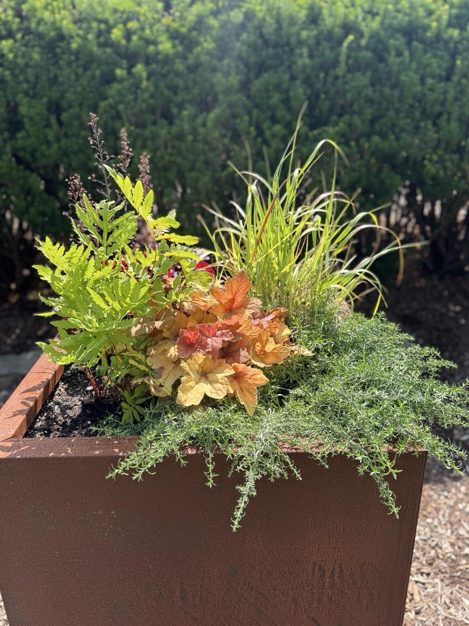 Formal planter at Matthaei Botanical Gardens that has native plants in it