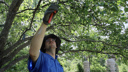 person trimming a tree