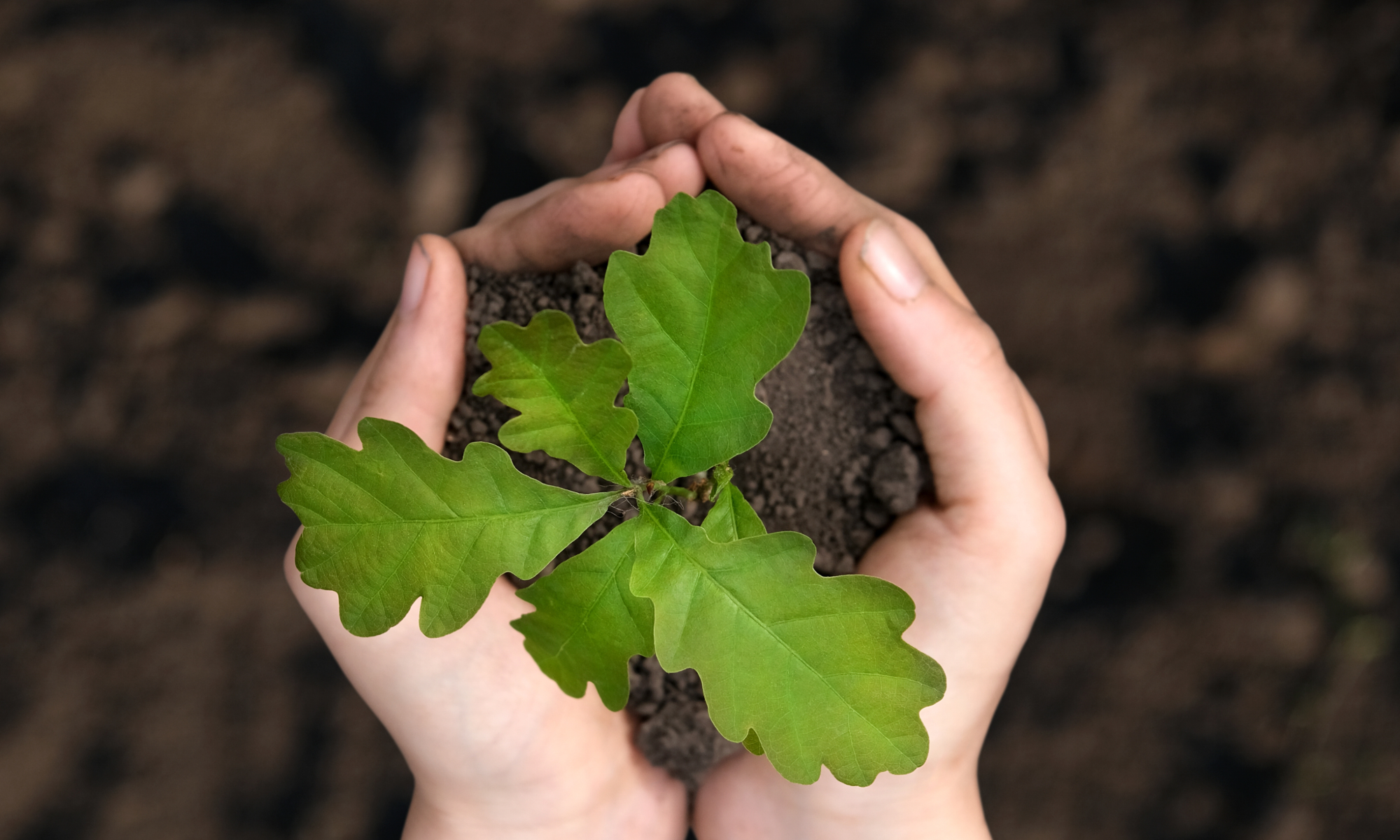 oak seedling in hands