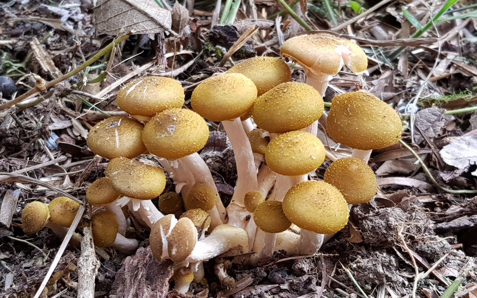 a group of small mushrooms