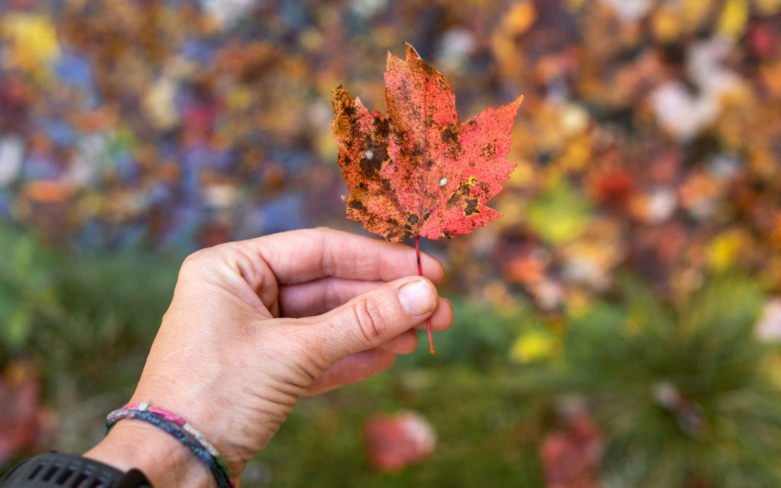 hand holding a fall leaf