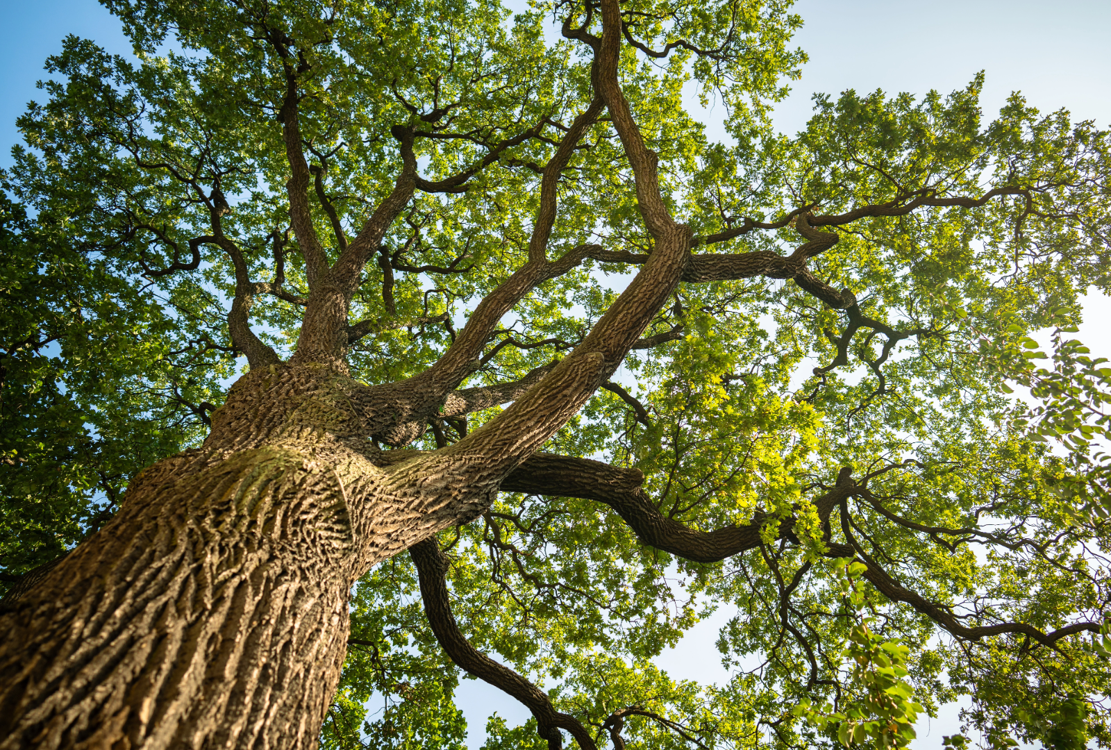 Looking up at an Oak tree