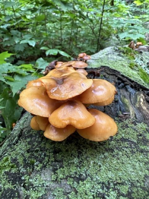Mushroom on a lichen covered log