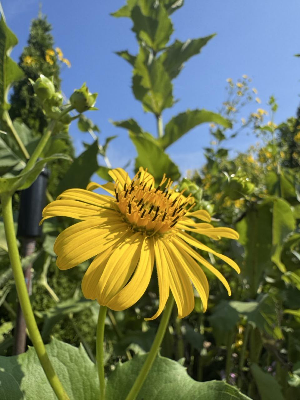 yellow cup plant flower