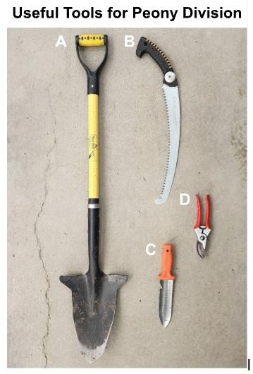 useful tools for diving peonies include a shovel, knife, clippers and small hand shovel