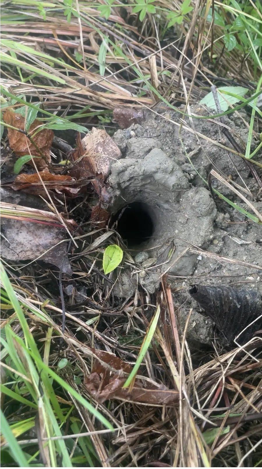 Burrow