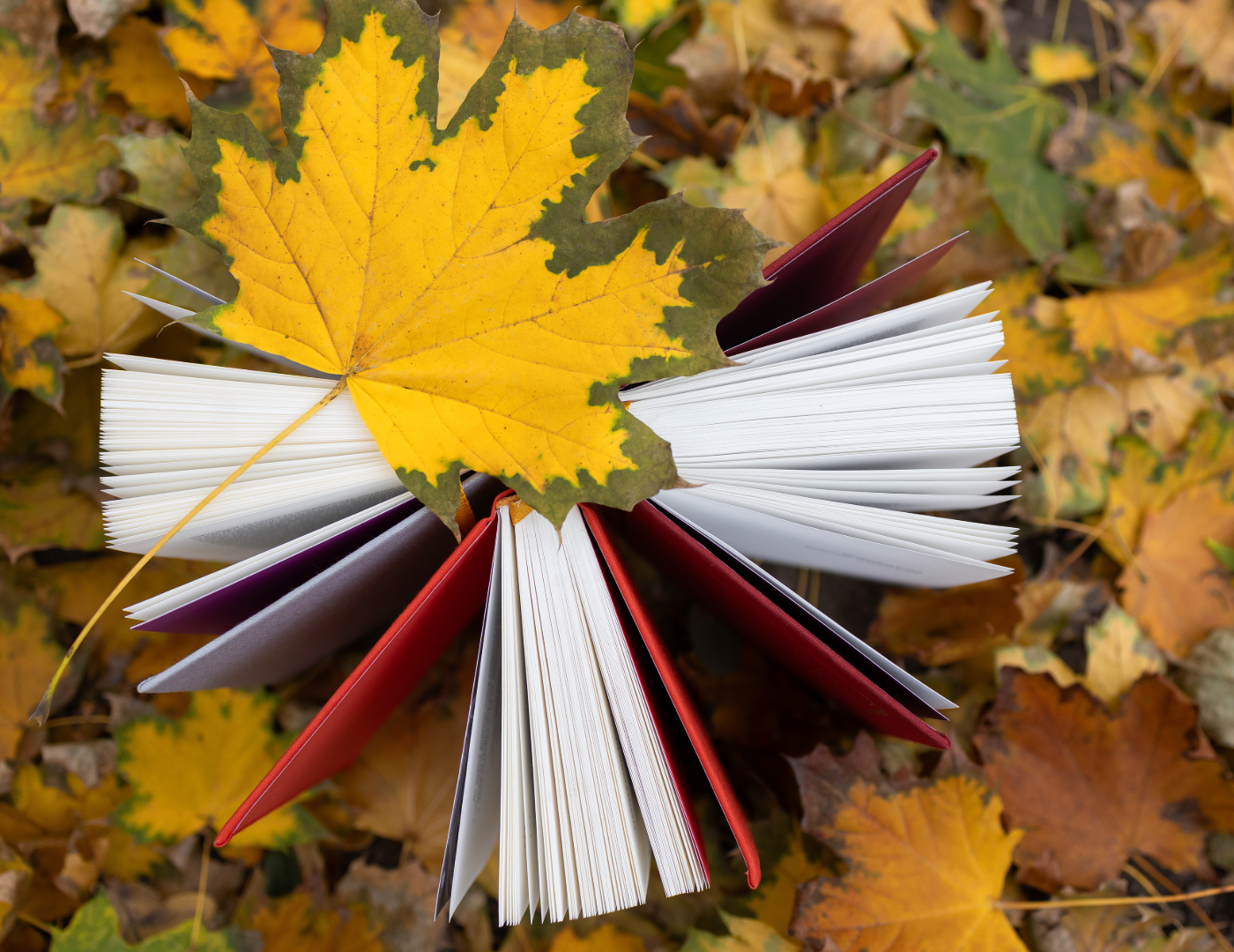 leaf on a book on more leaves