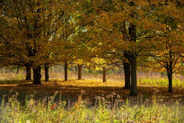 trees at Matthaei Botanical Gardens with yellow fall colored leaves