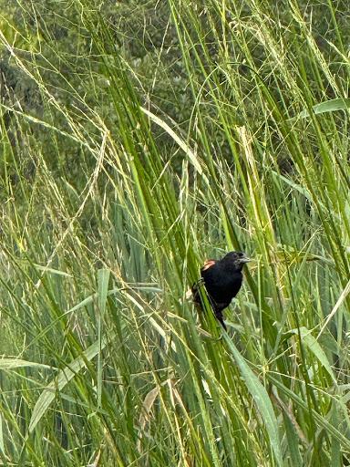 Asiginaak, or red-winged blackbird on a Mnomen stalk in Willow Pond. Credit: Tim Porsche