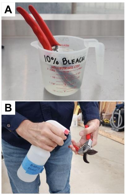 clippers in a 10% solution of bleach water