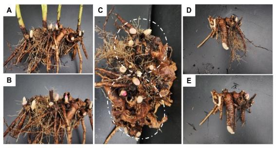 peony roots