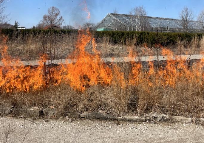 A prescribed fire in the Great Lakes Garden at Matthaei Botanical Gardens.