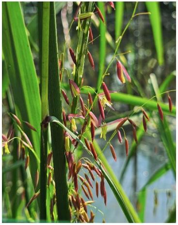 Mnomen Flowering in Willow Pond. Photo by: Tonya Sanchez