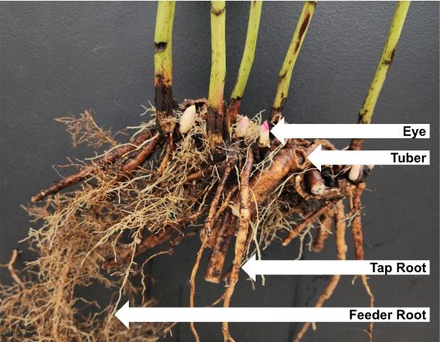peony roots with eye, tuber, tap root and feather root identified with arrows