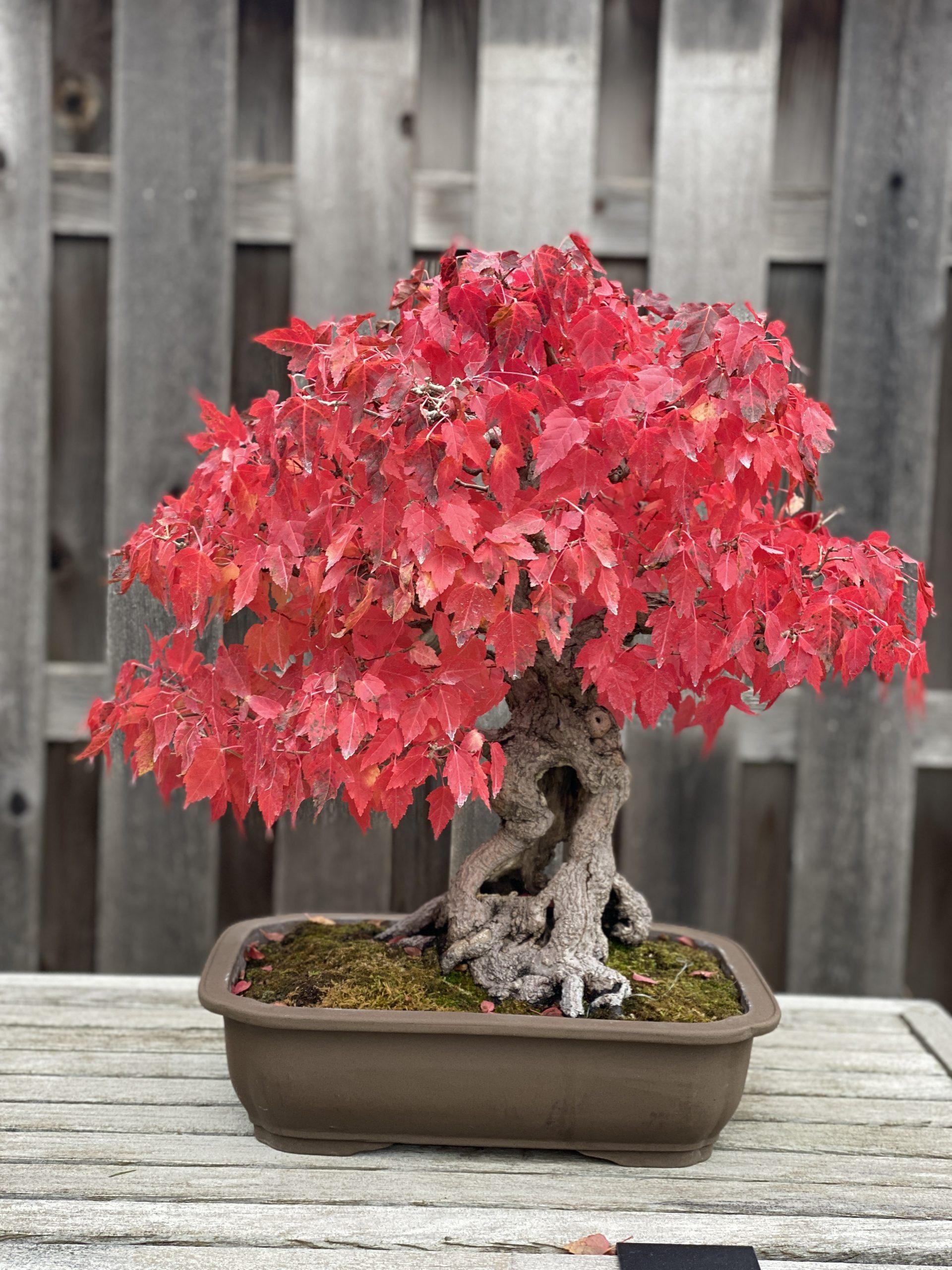 MBGNA B 008 Amur Maple | Matthaei Botanical Gardens & Nichols