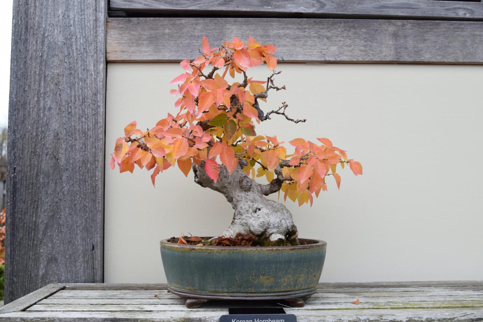 Korean Hornbeam bonsai tree
