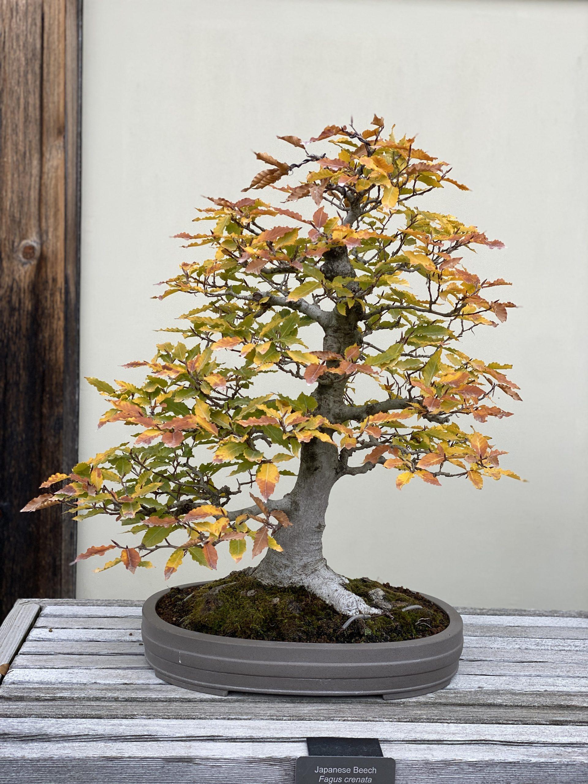 MBGNA B 025 Japanese Beech | Matthaei Botanical Gardens & Nichols