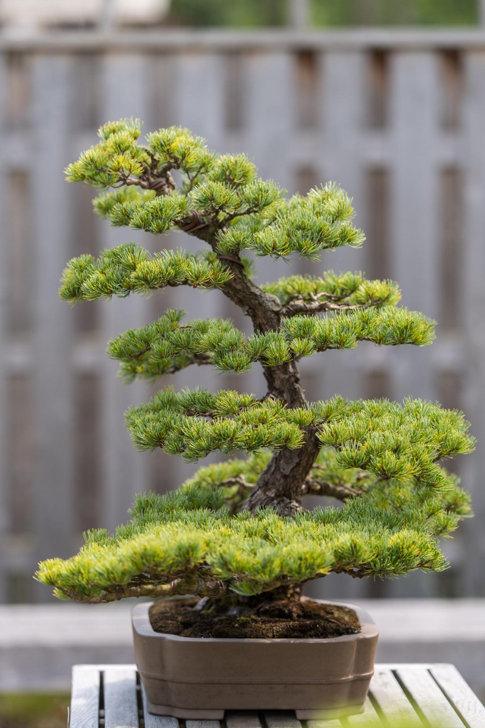 Japanese White Pine bonsai tree