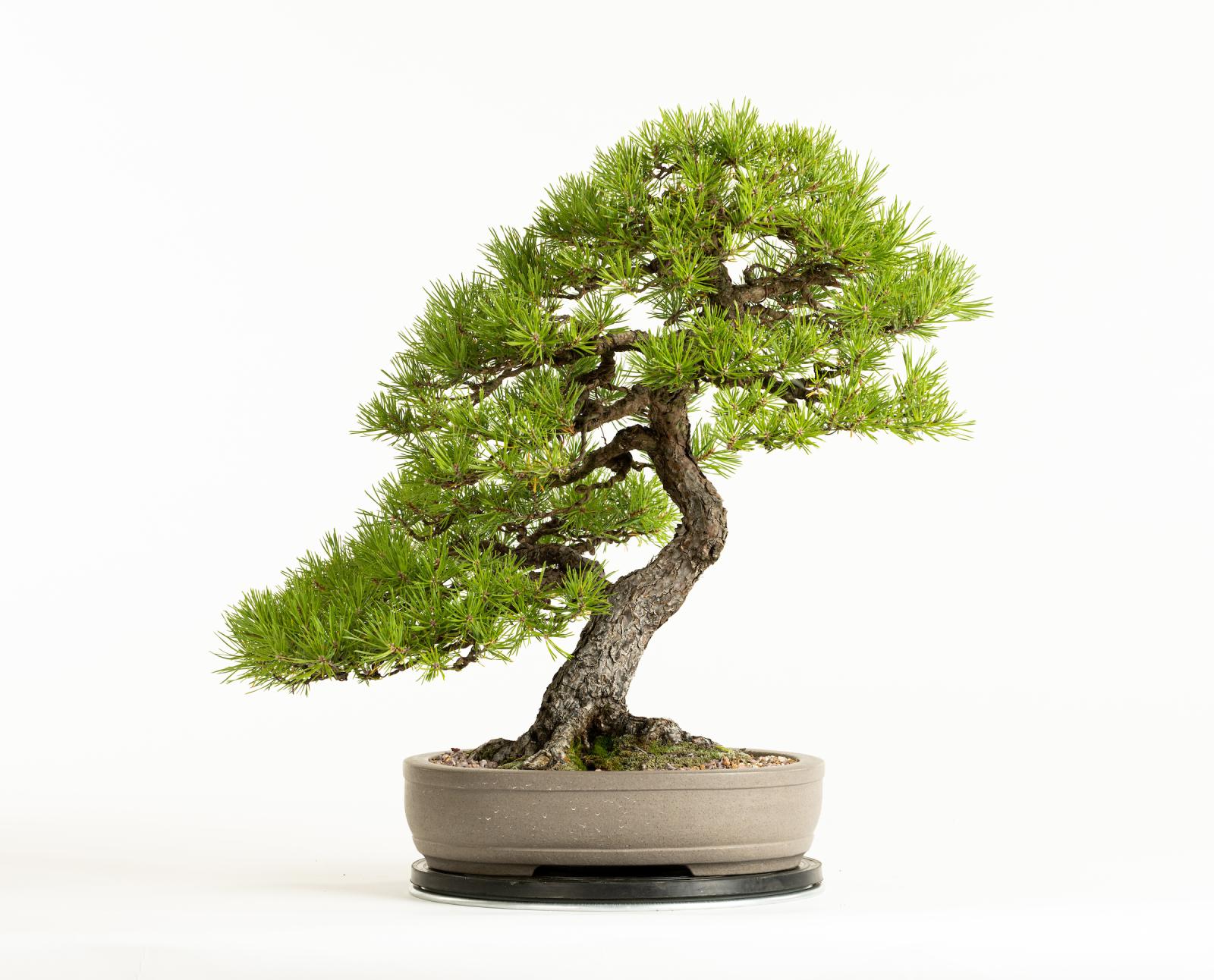 Japanese Black Pine bonsai tree