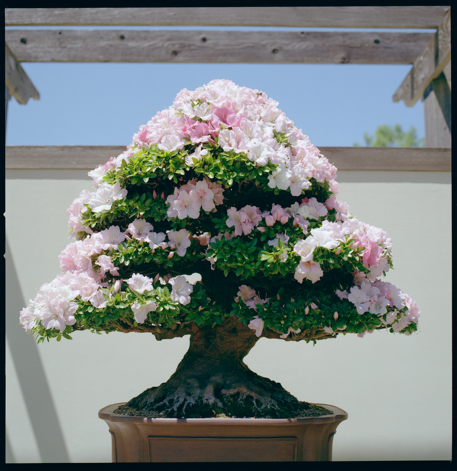 Azalea Bonsai with pink flowers