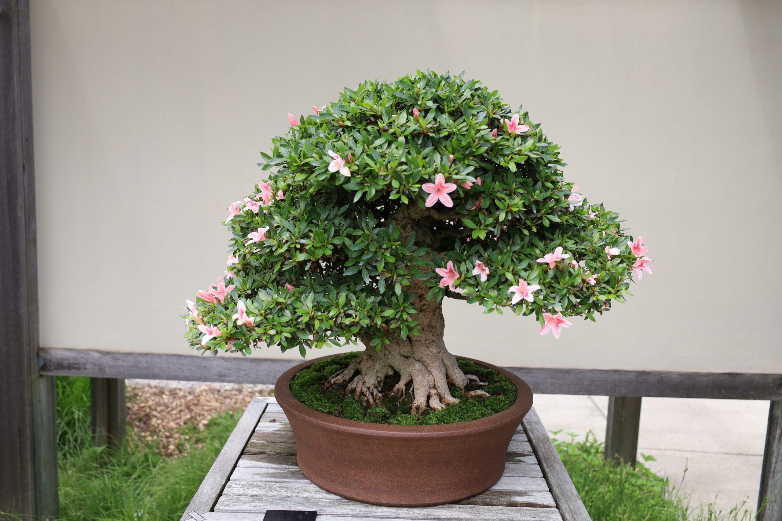 天然苔 bonsai 天然苔 bonsai