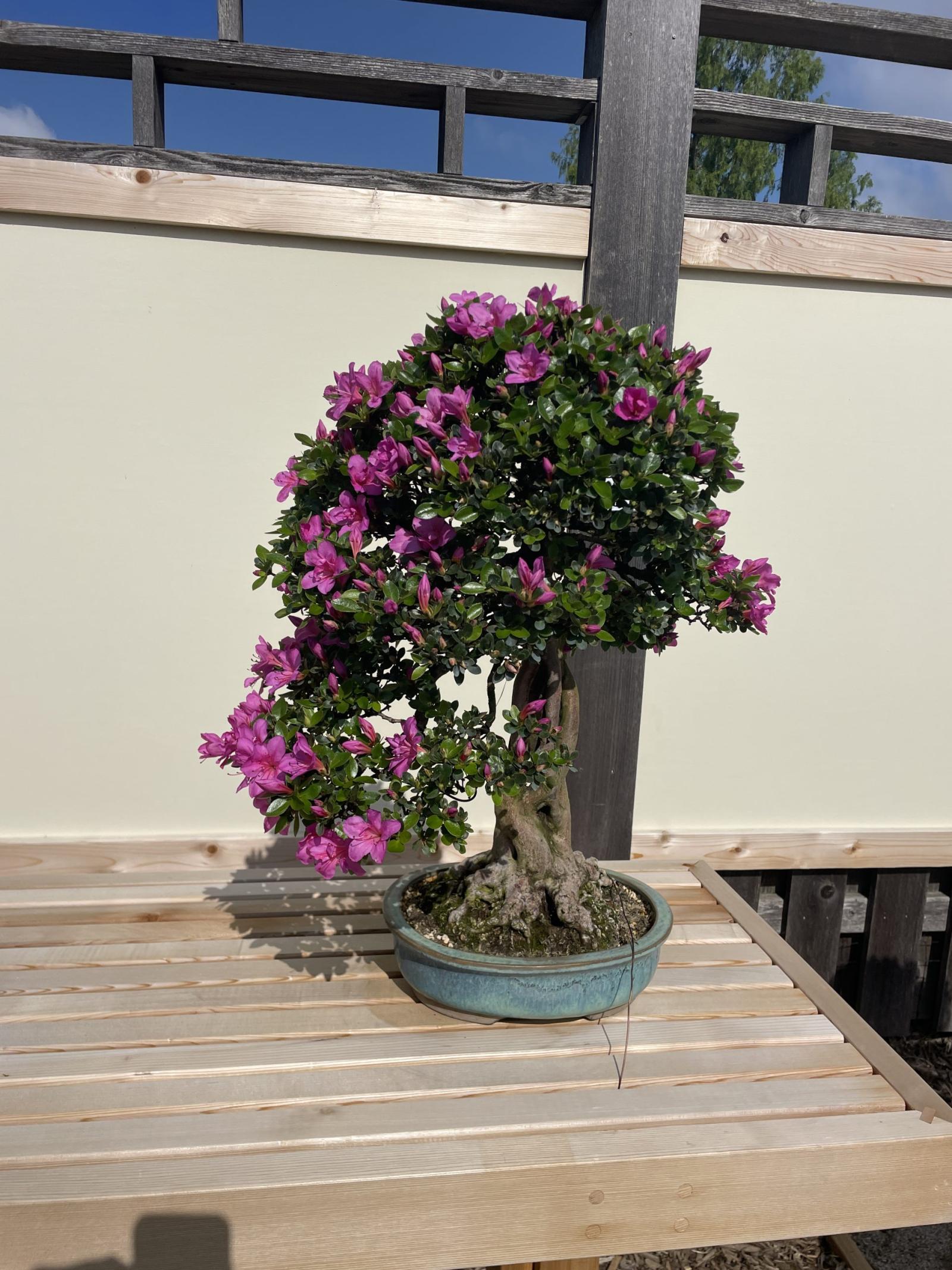 Azalea bonsai tree