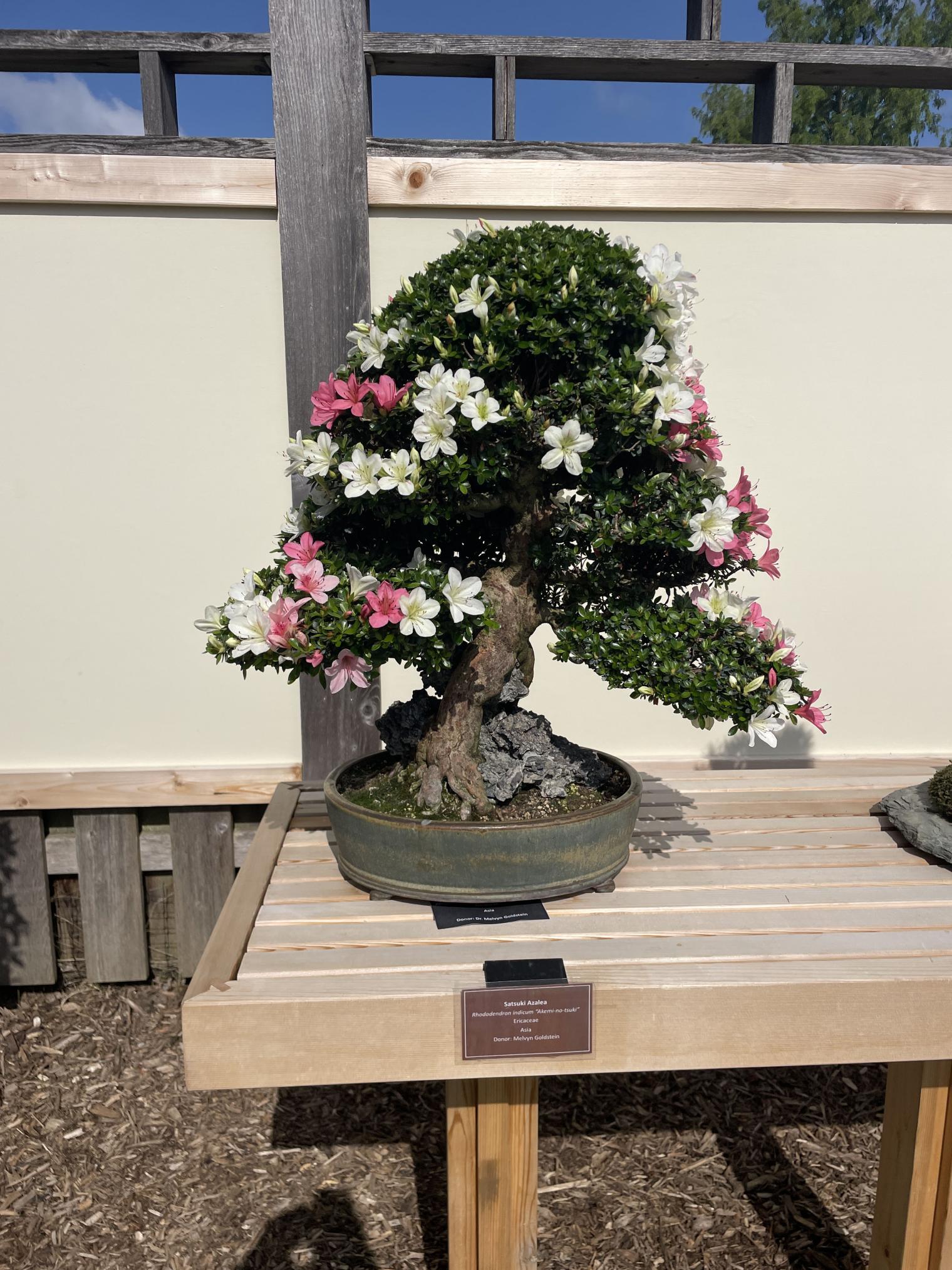 Azalea bonsai tree photo