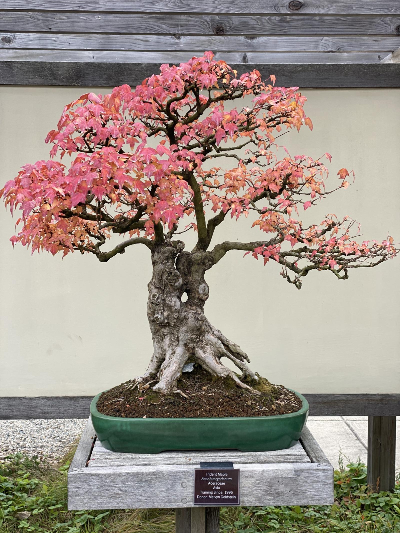 Trident Maple bonsai tree