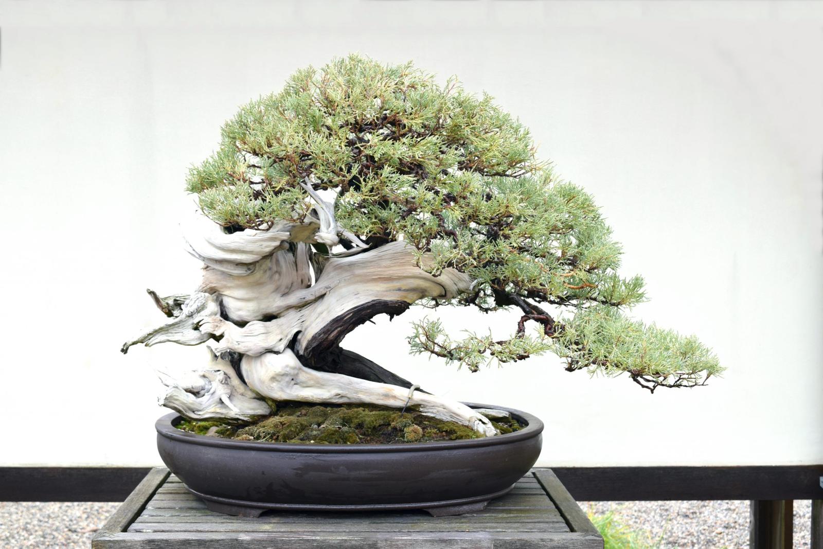 Rocky Mountain Juniper bonsai tree