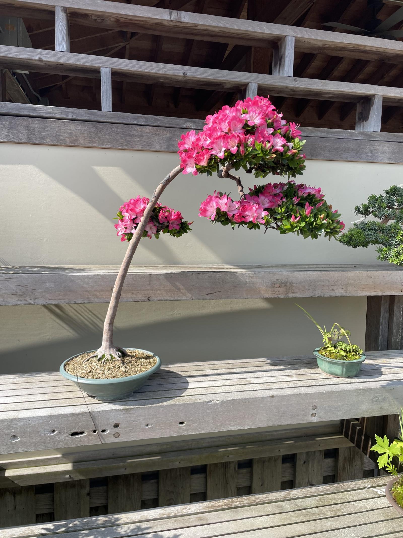 MBGNA B 216 Satsuki Azalea | Matthaei Botanical Gardens & Nichols Arboretum