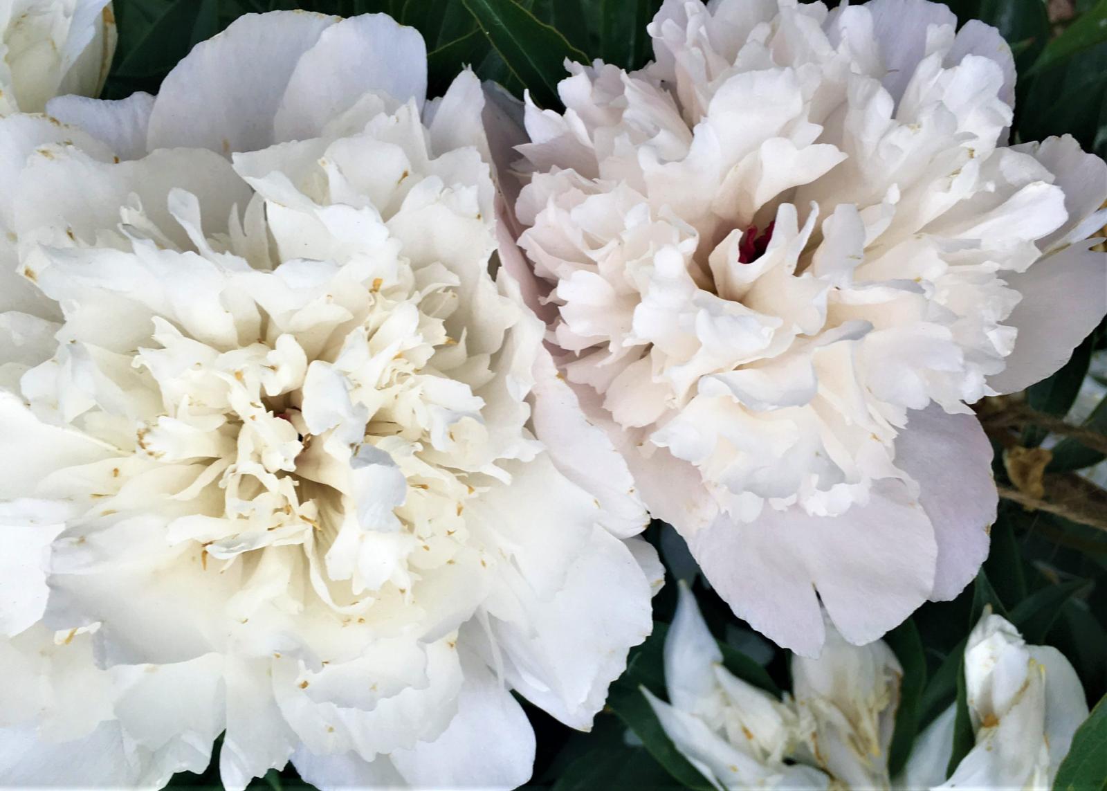 two white Adelaide E Hollis peonies