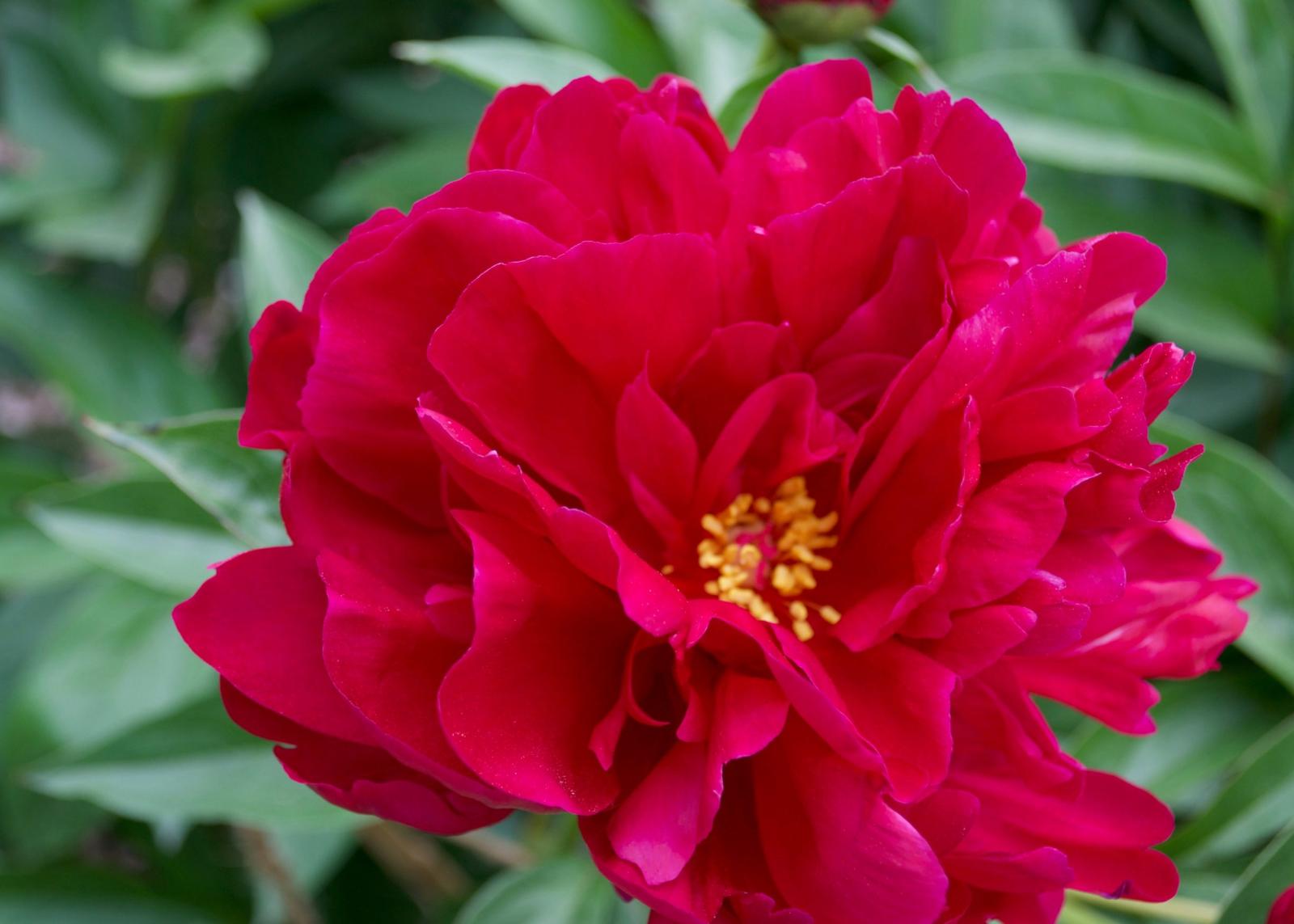 SIngle red Adolphe Rousseau peony