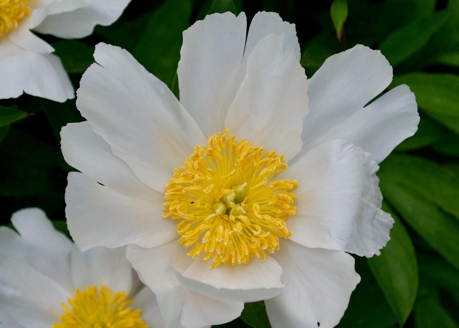 Albiflora white single form peony