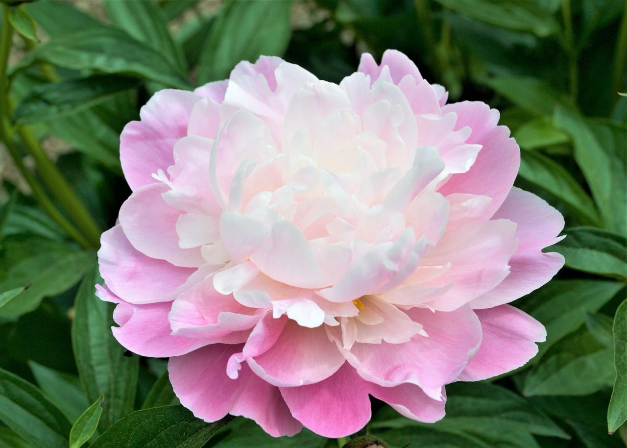 pink with white center peony