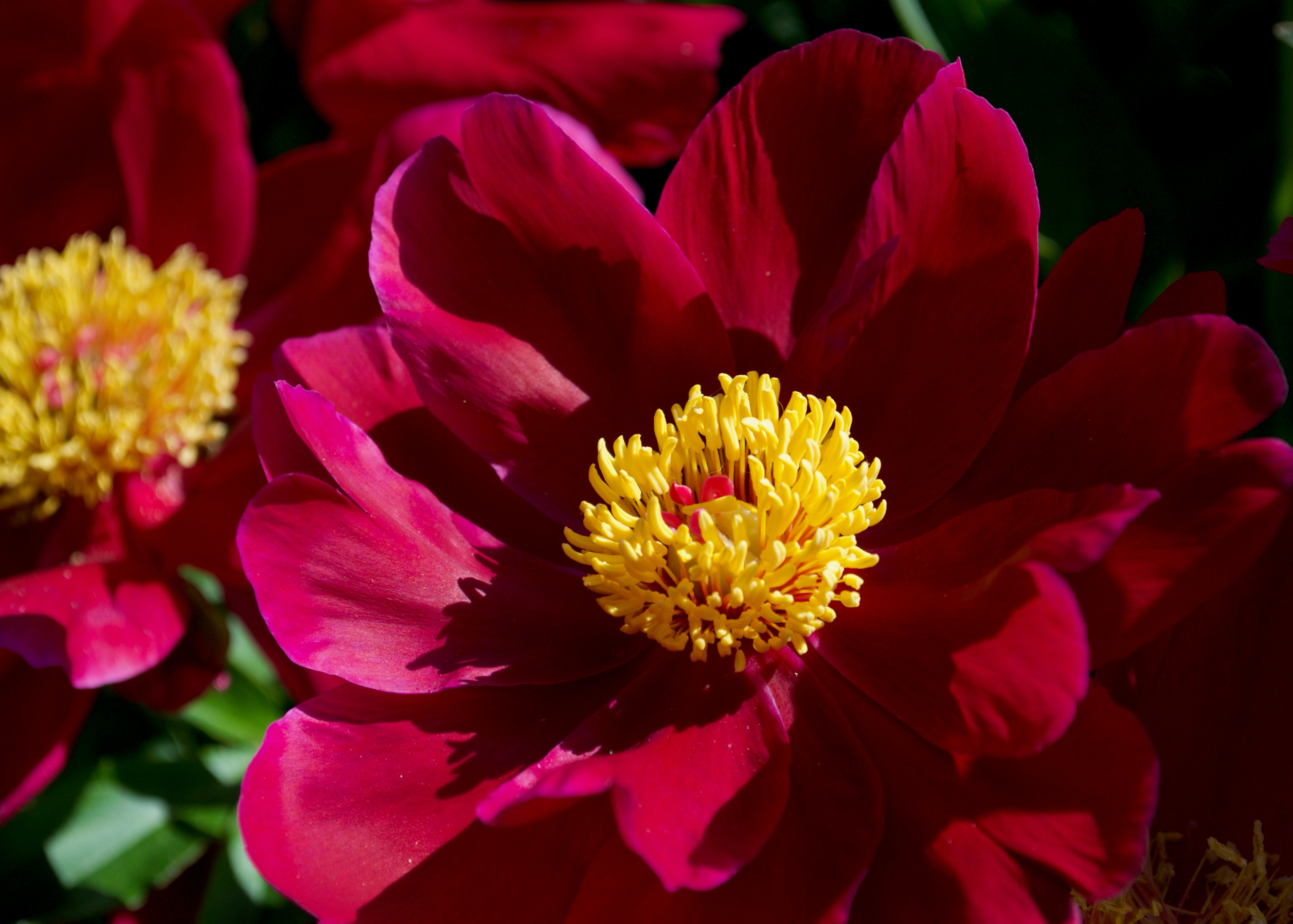 dark red peony with a yellow center