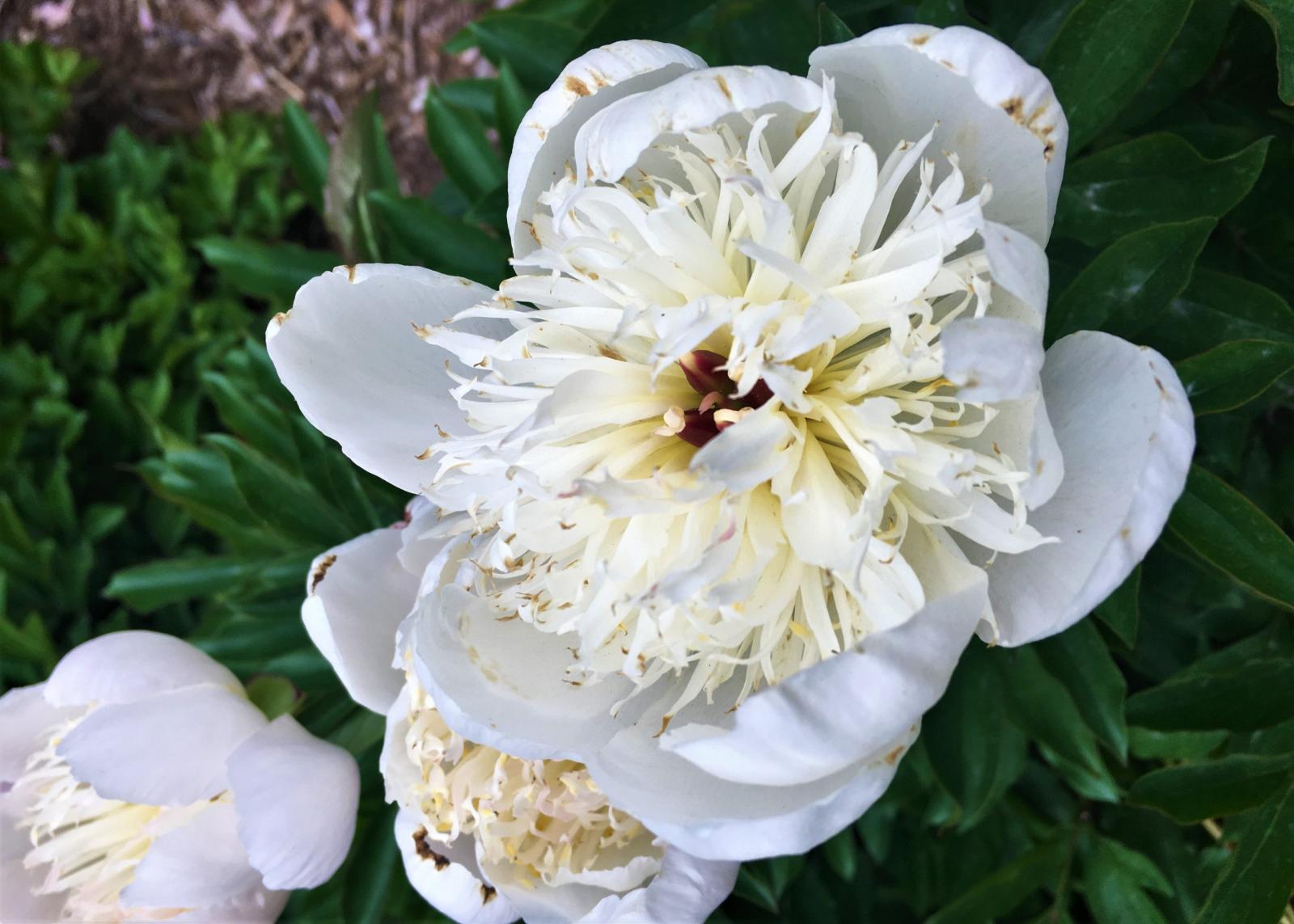 A white Arlequin peony.