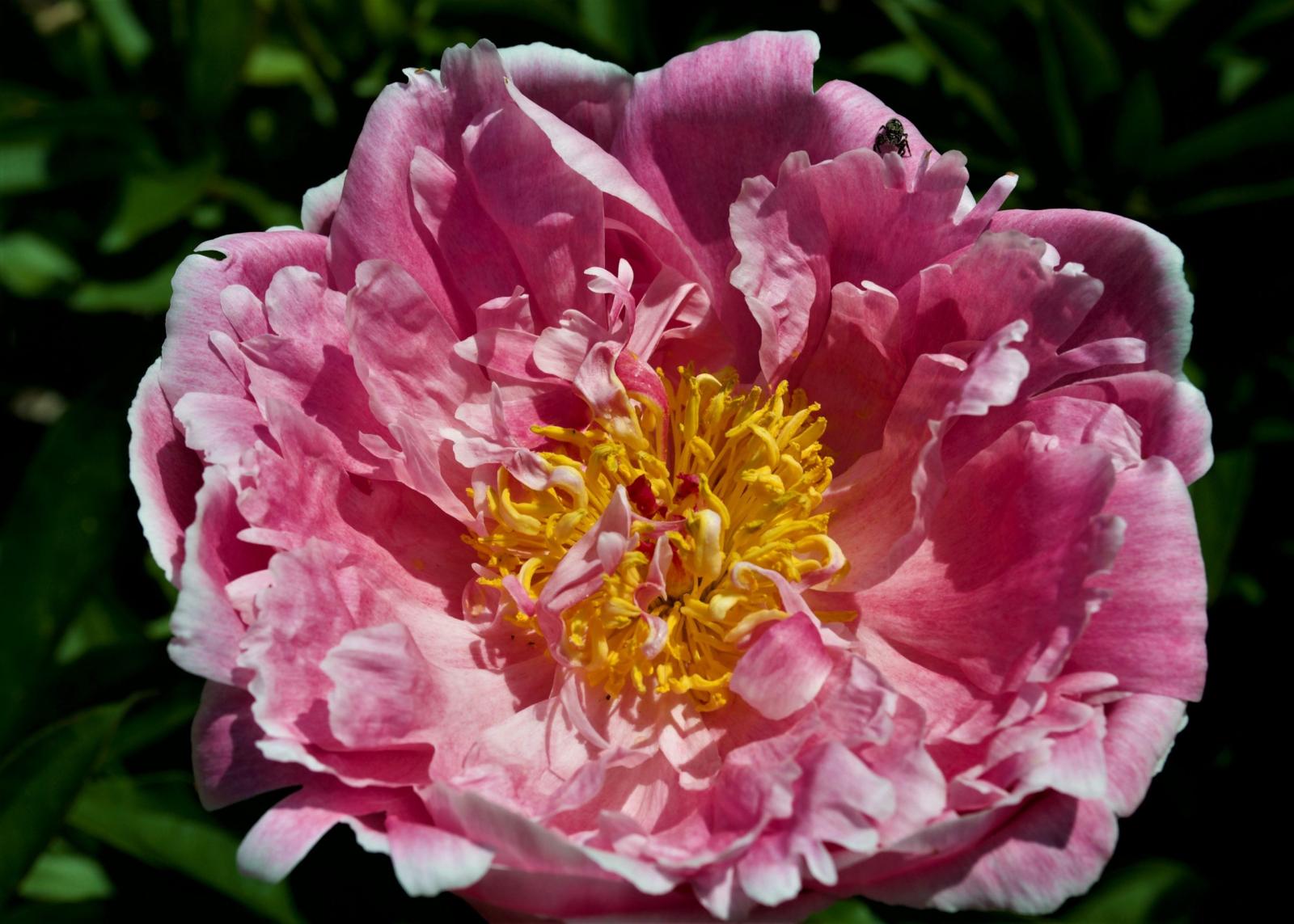 A Pink Auguste Dessert peony.