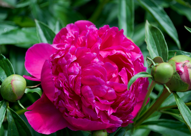 a fluffy magenta peony