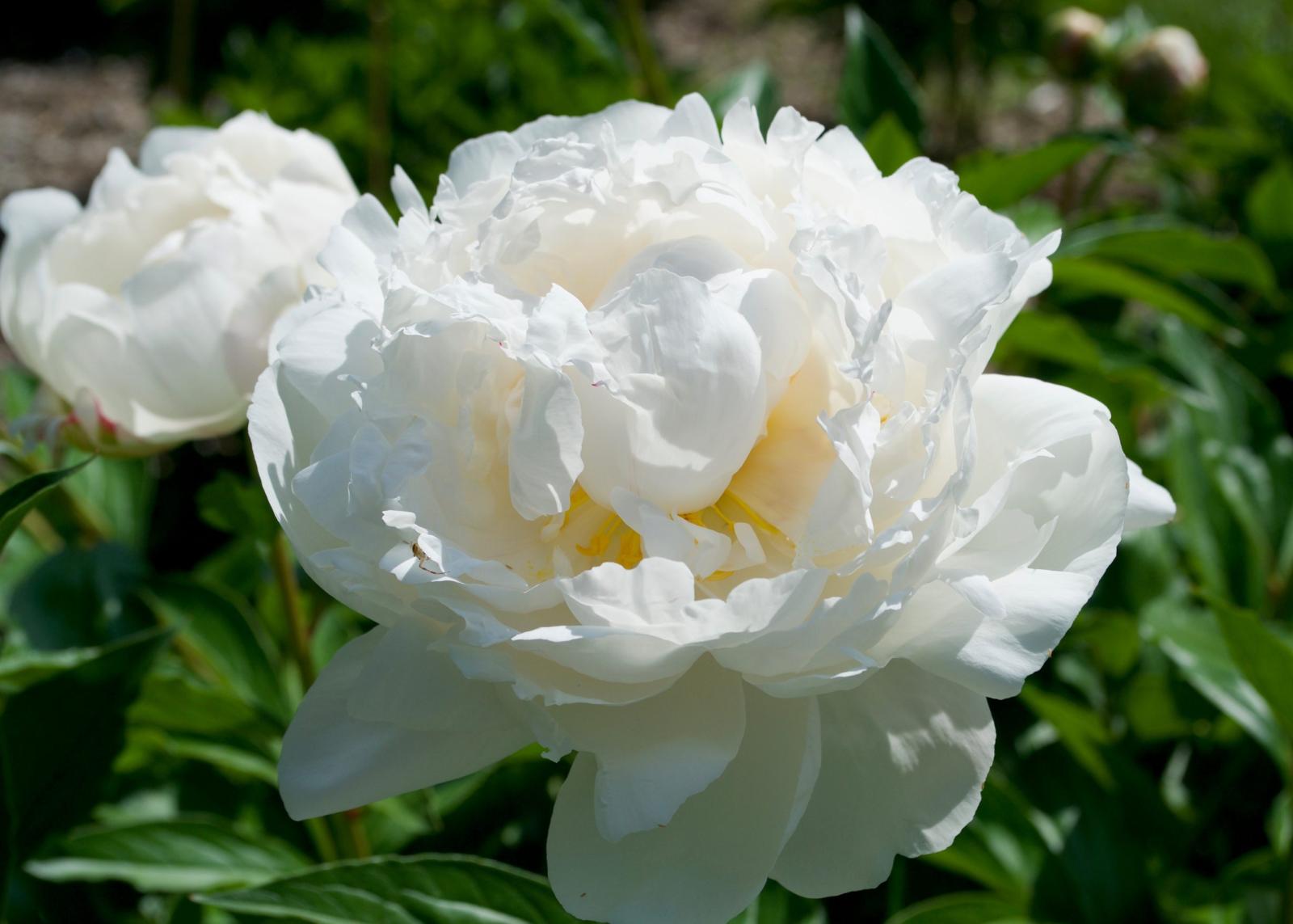 A white Bayadere peony.