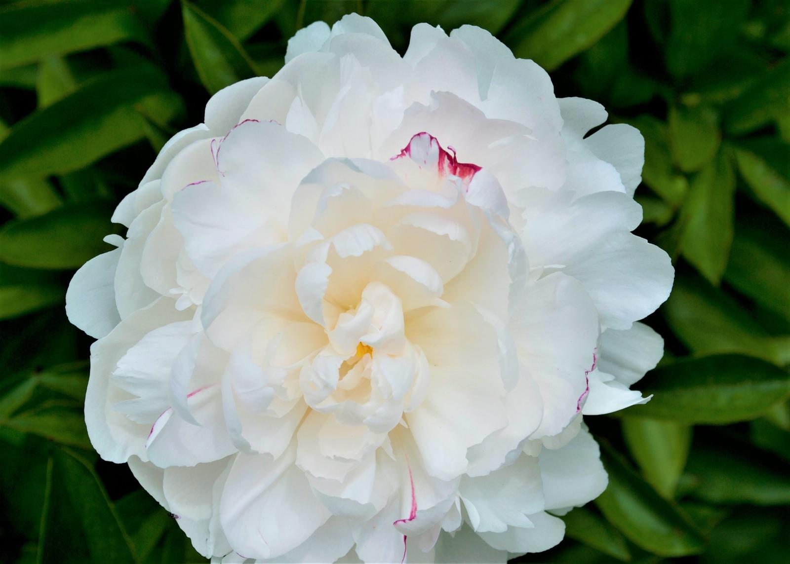 A white Bertrade peony.