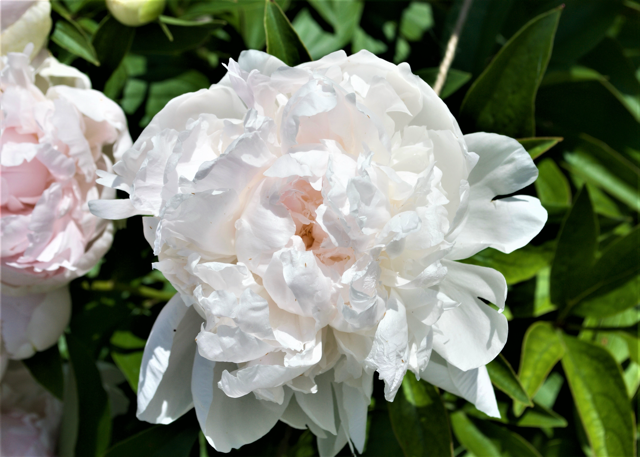 a fluffy white peony with a light pink hue