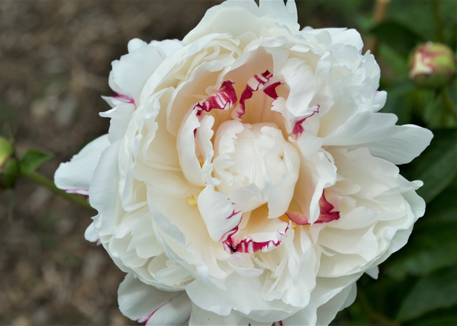 a fluffy white peony with dark pink specs in the middle