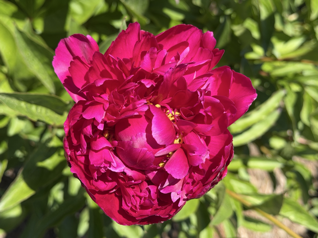 a half bloomed dark magenta peony