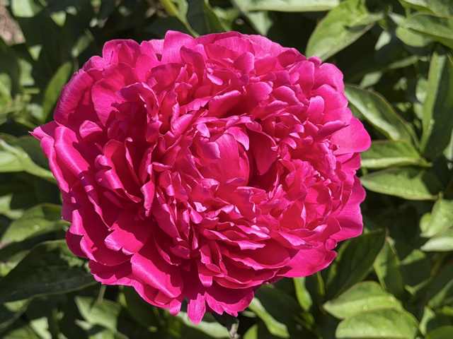 a fluffy magenta peony