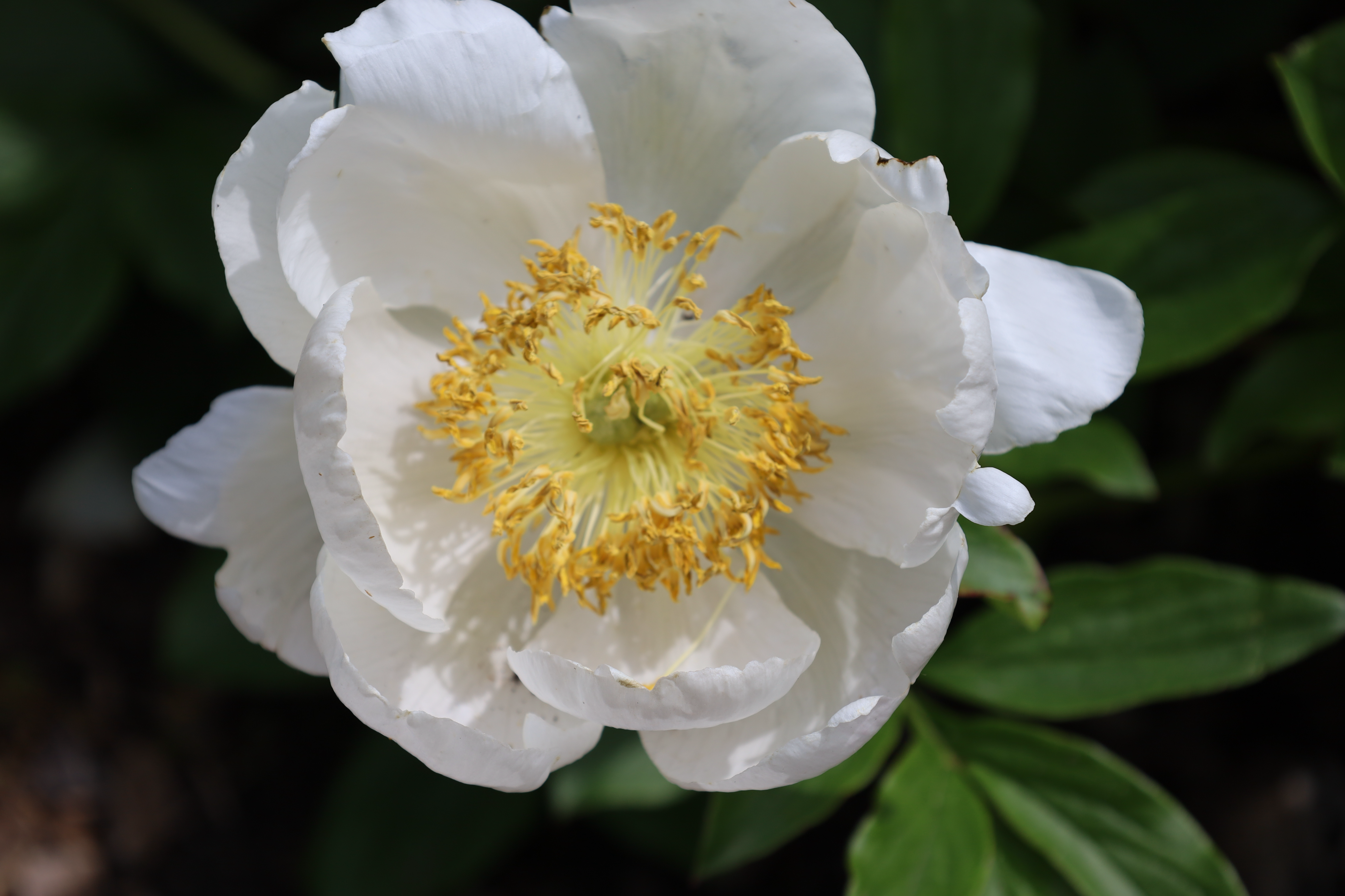 white peony with a yellow center