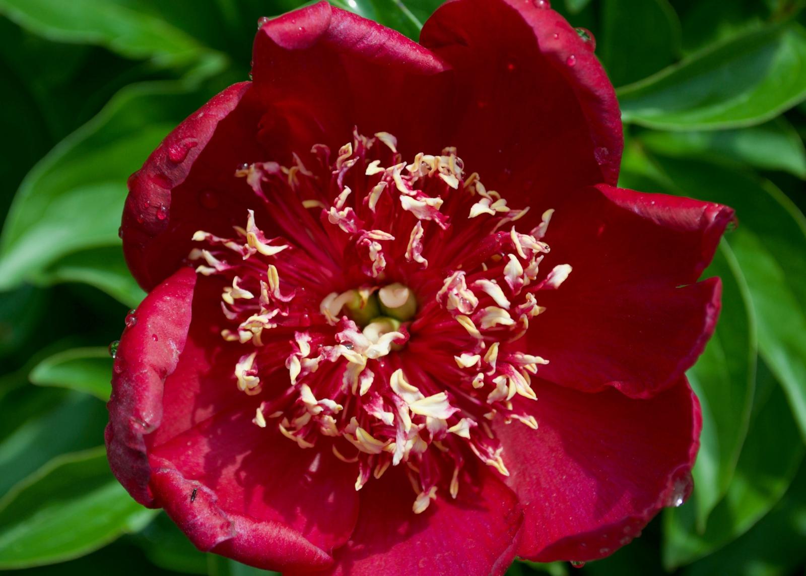 A red Charm peony.