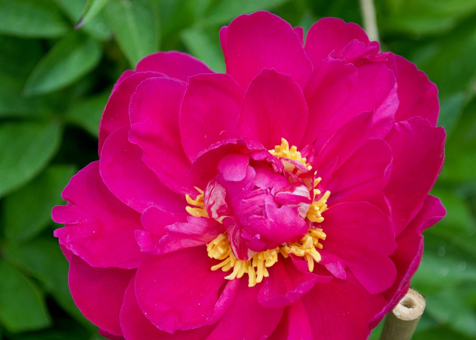 A red Cherry Hill peony.