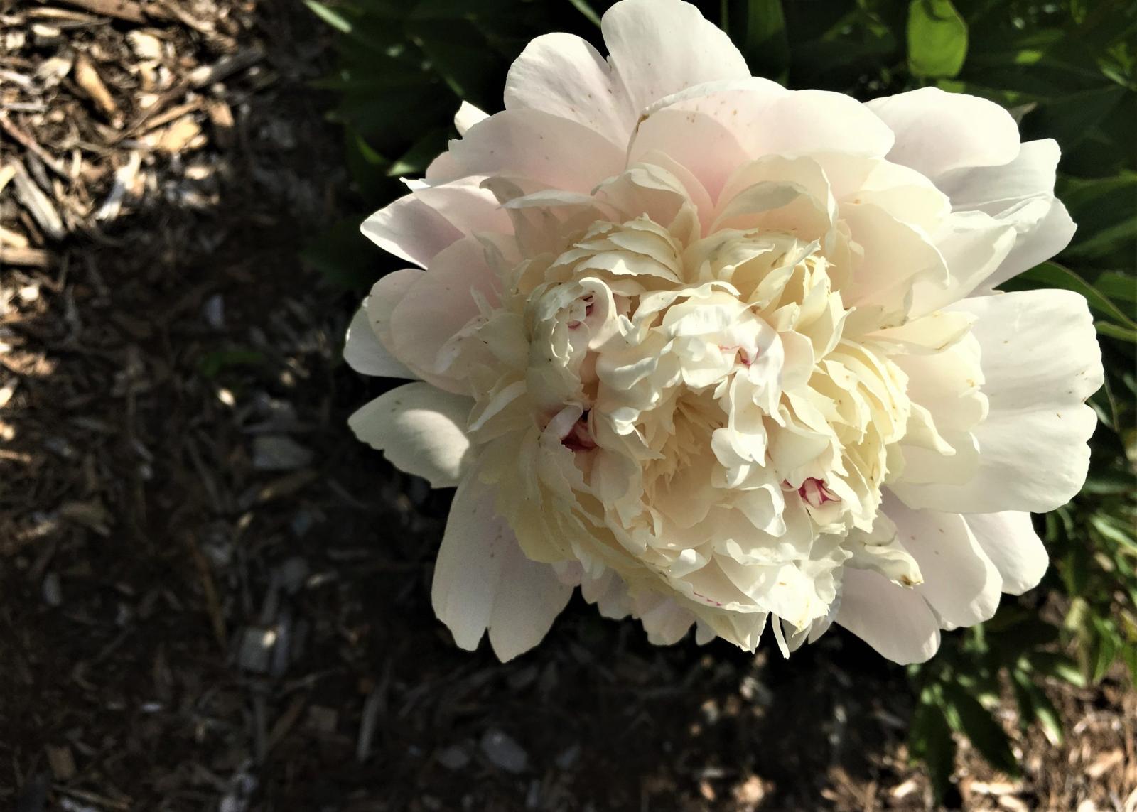 A pink Chestine Gowdy peony.